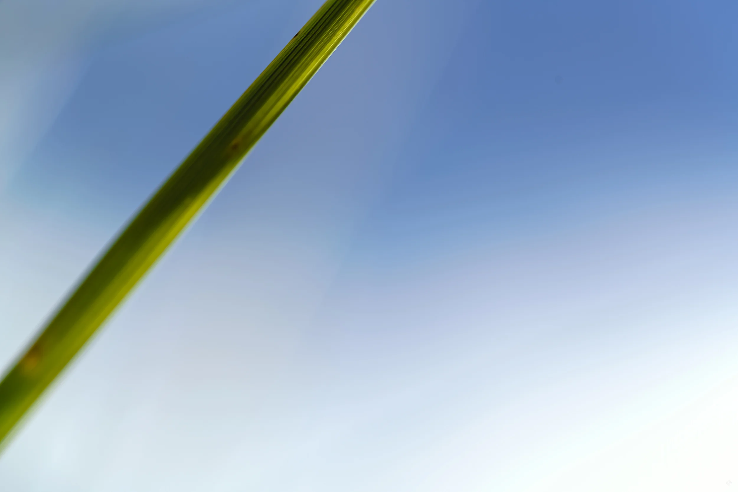 zostera4_katewilsonfineart.jpg