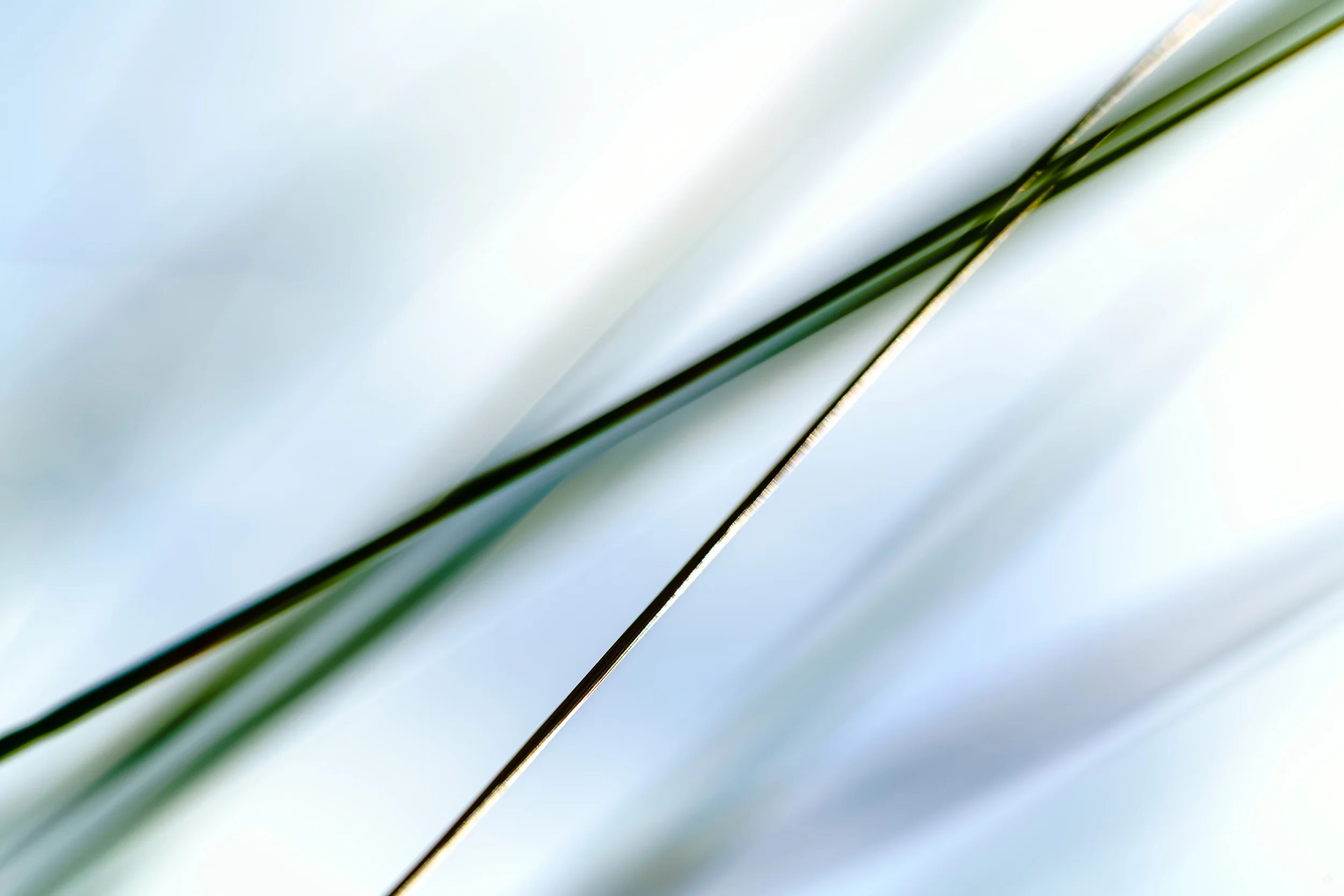 zostera5_katewilsonfineart.jpg