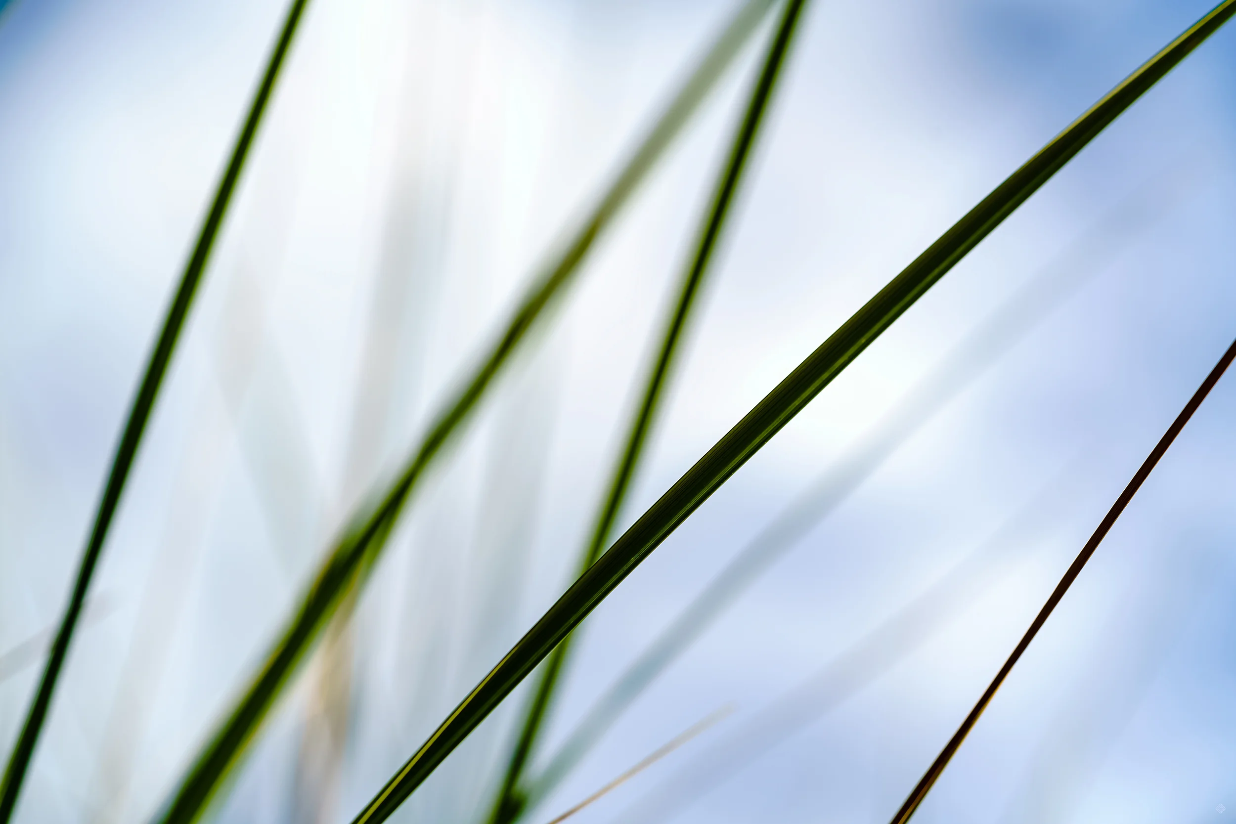 zostera6_katewilsonfineart.jpg