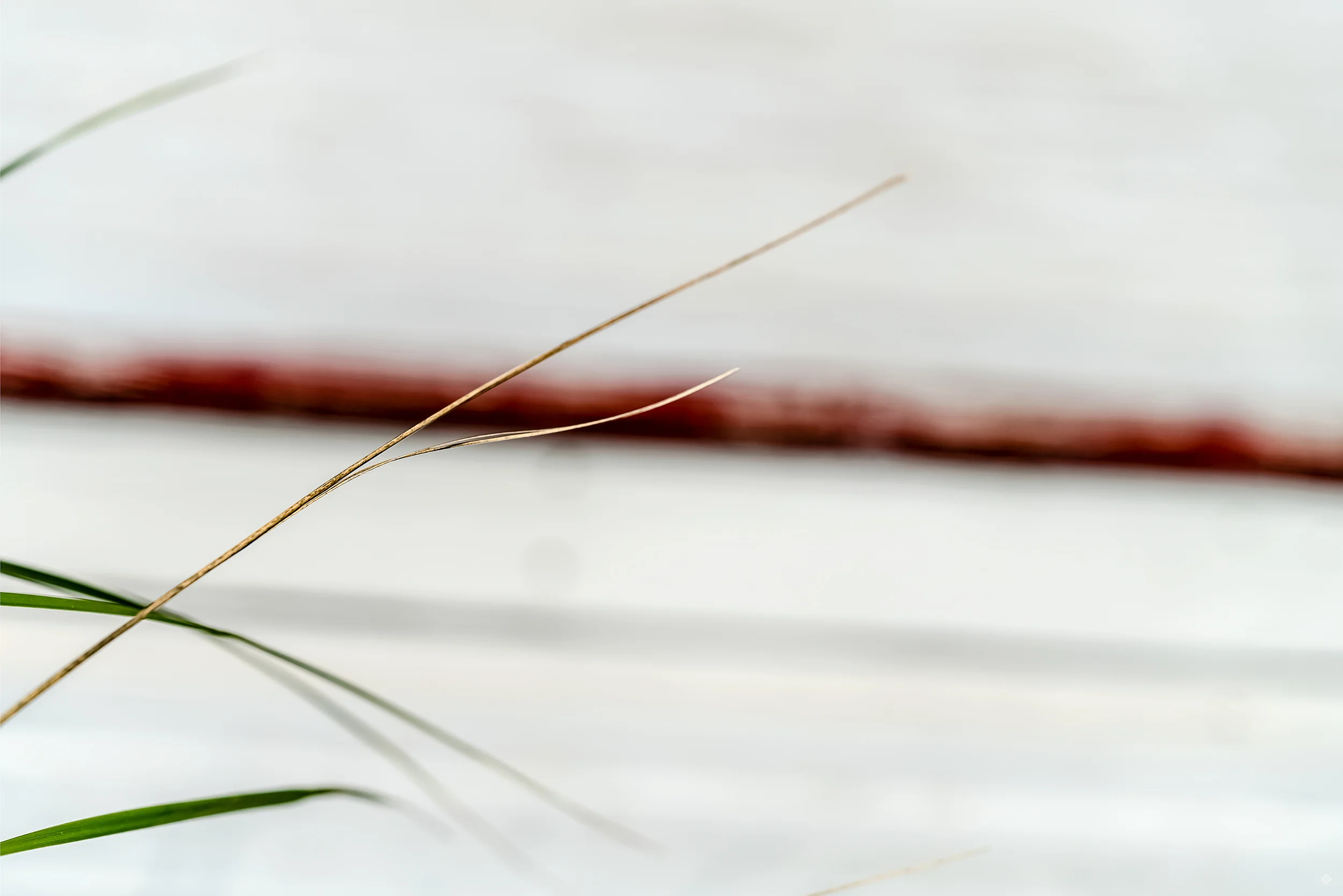 zostera8_katewilsonfineart.jpg