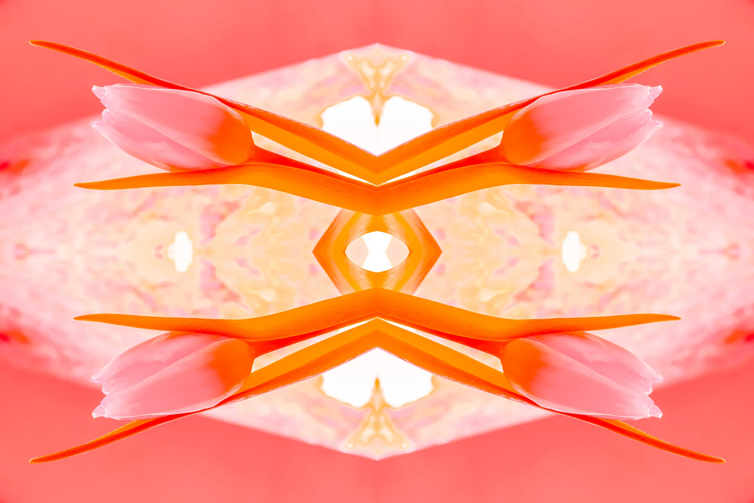 delication_katewilsonfineart.jpg