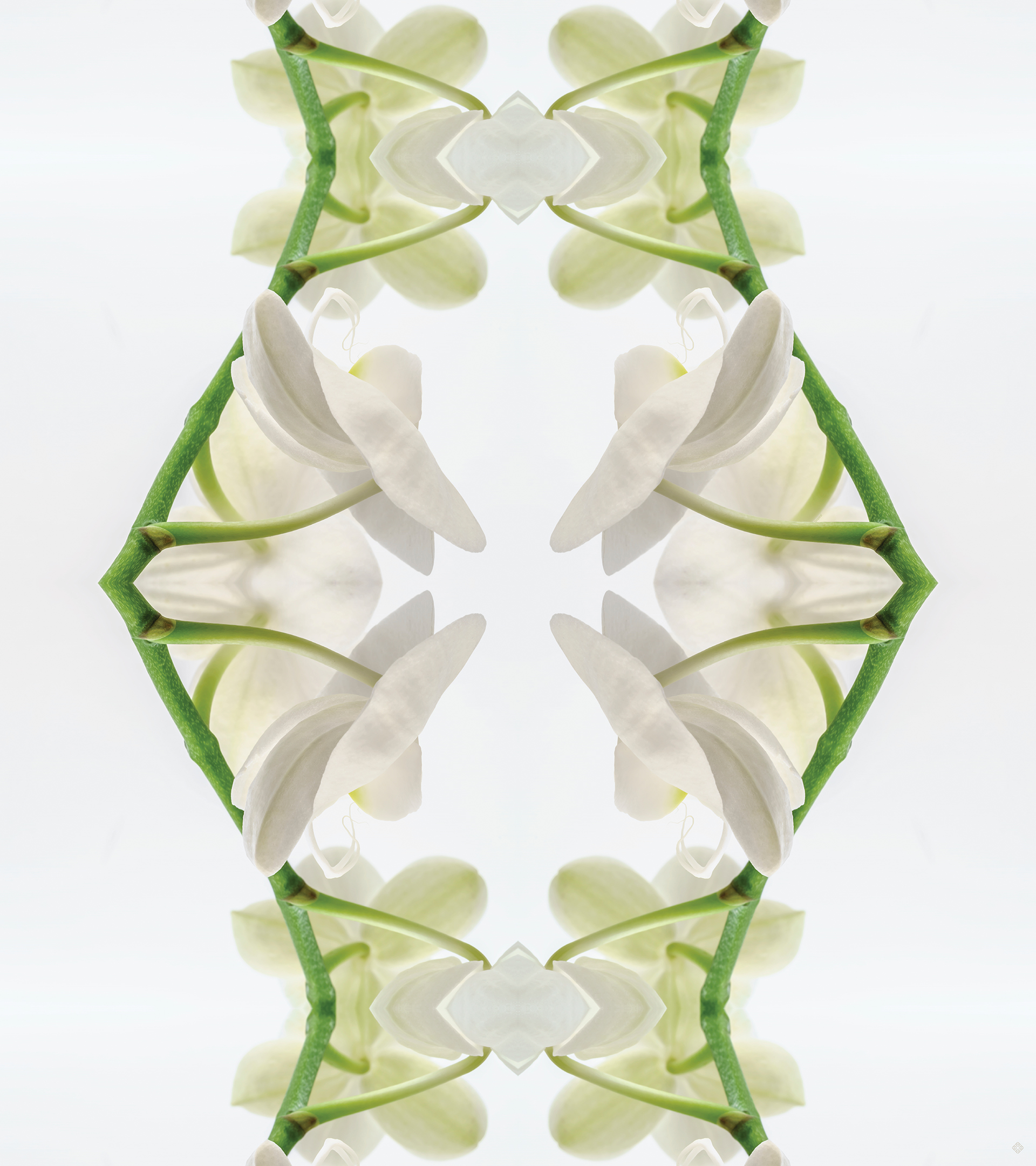lattice_katewilsonfineart.jpg