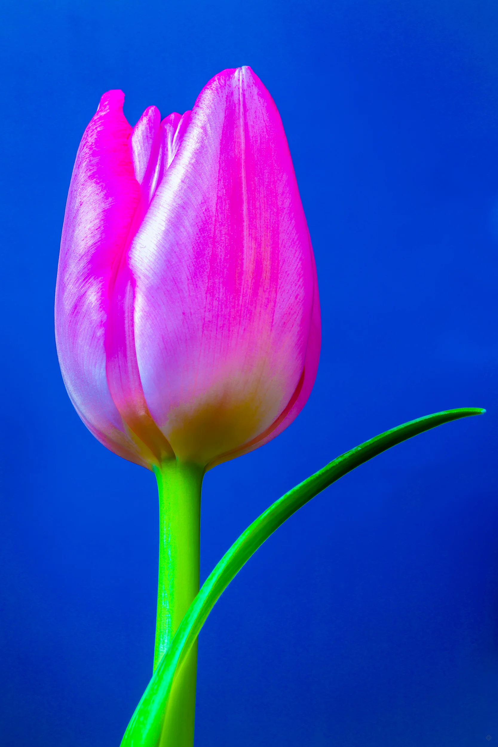 reverie4_katewilsonfineart.jpg