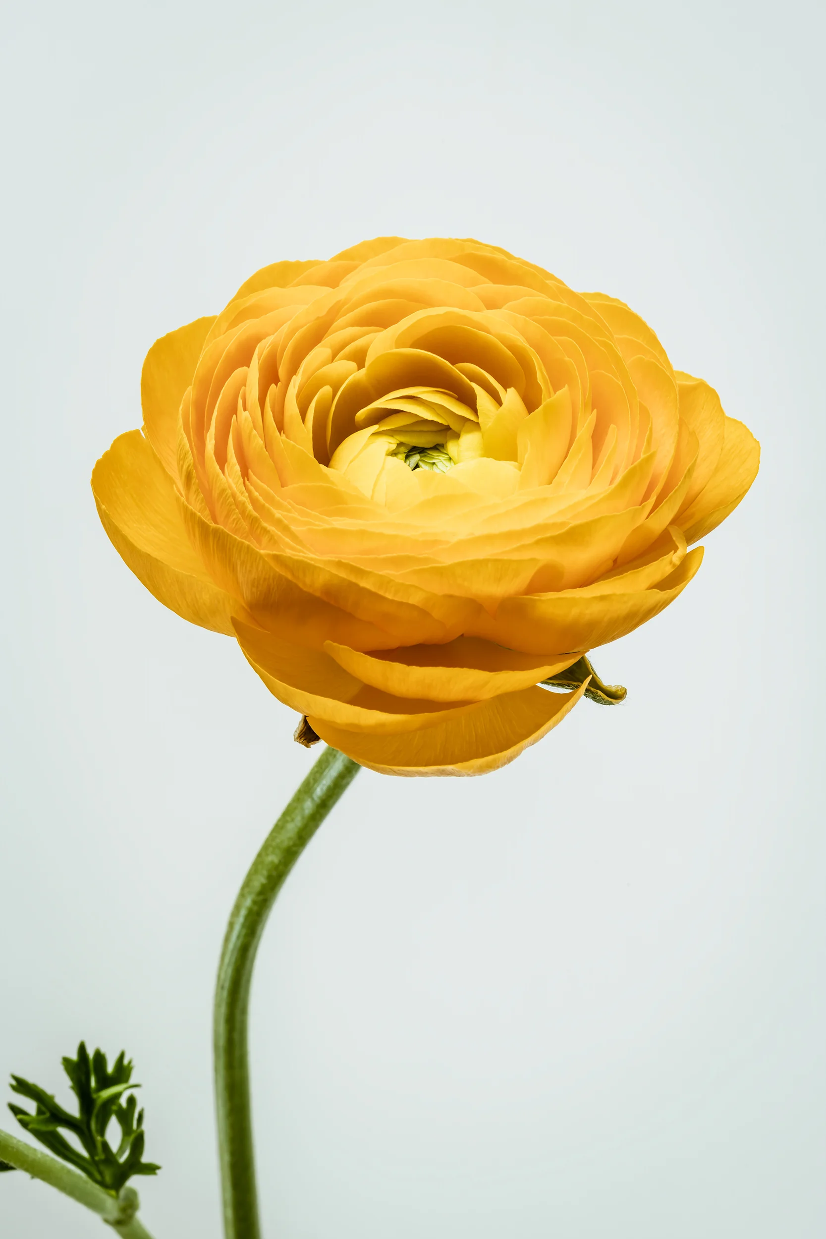 Efflorescence 3