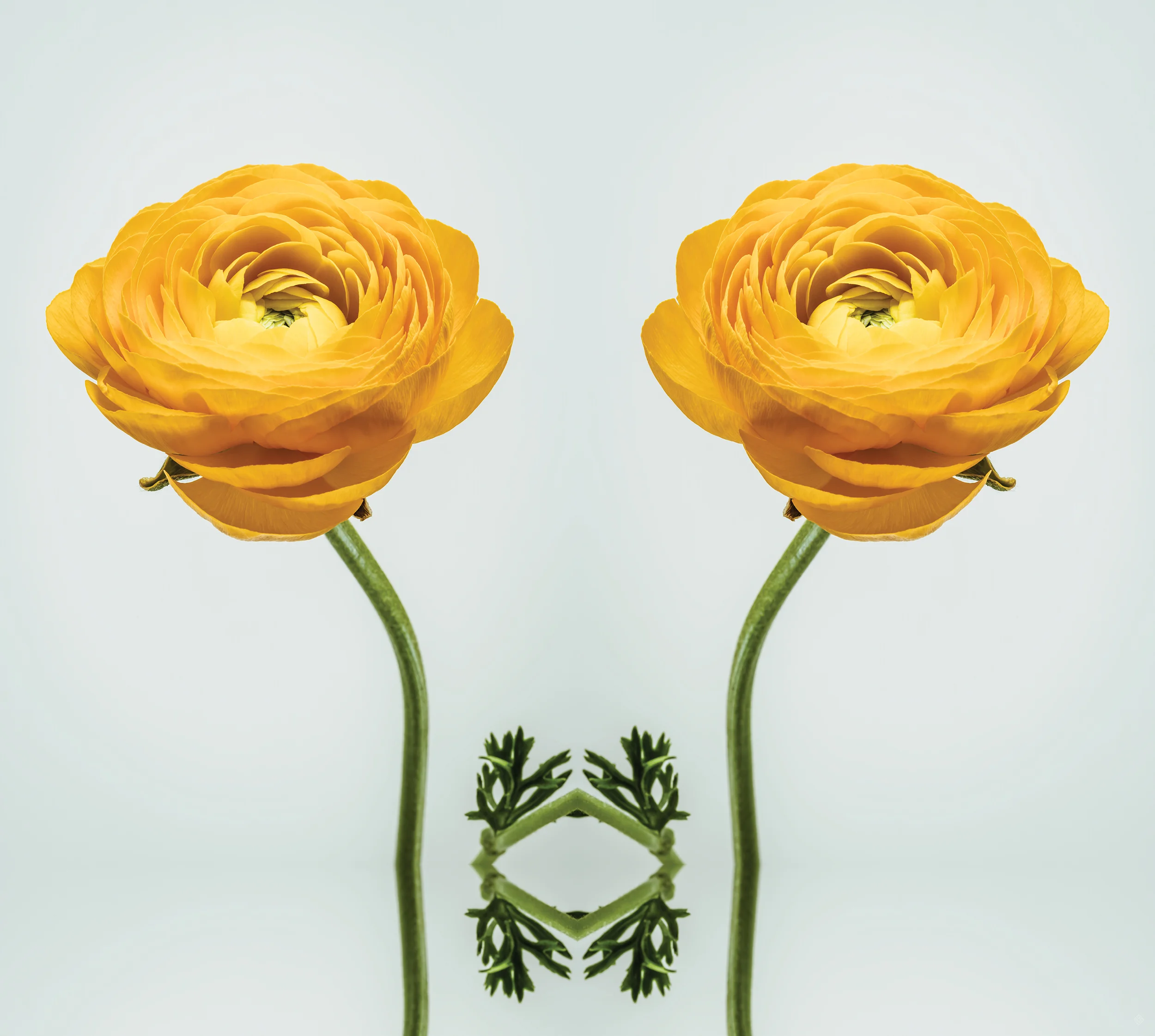 Efflorescence 13