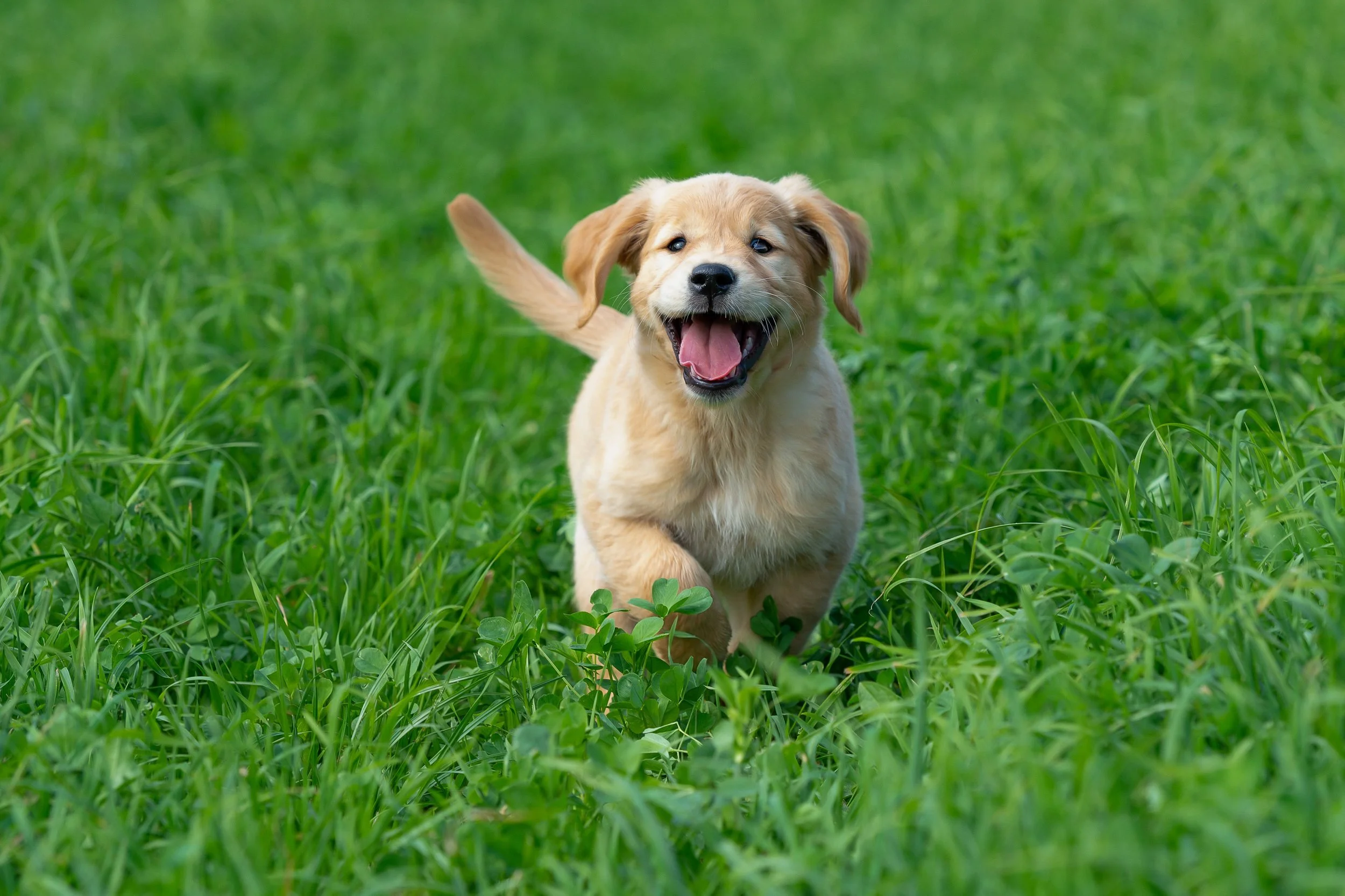 goldenpup.jpg