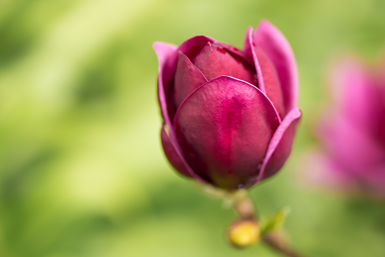 Motueka-River-Lodge-Magnolia.jpg