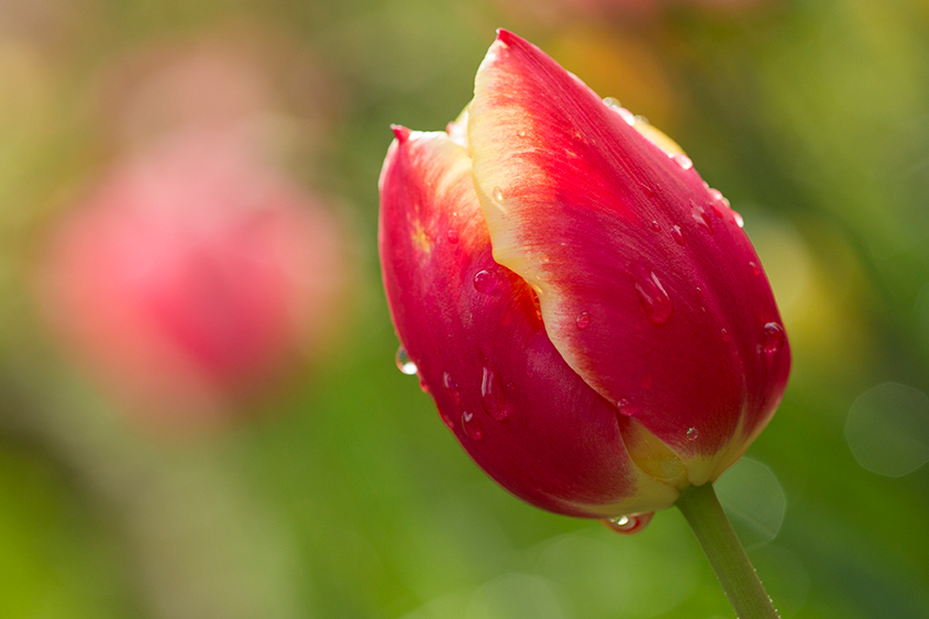 Motueka-River-Lodge-Tulip.jpg