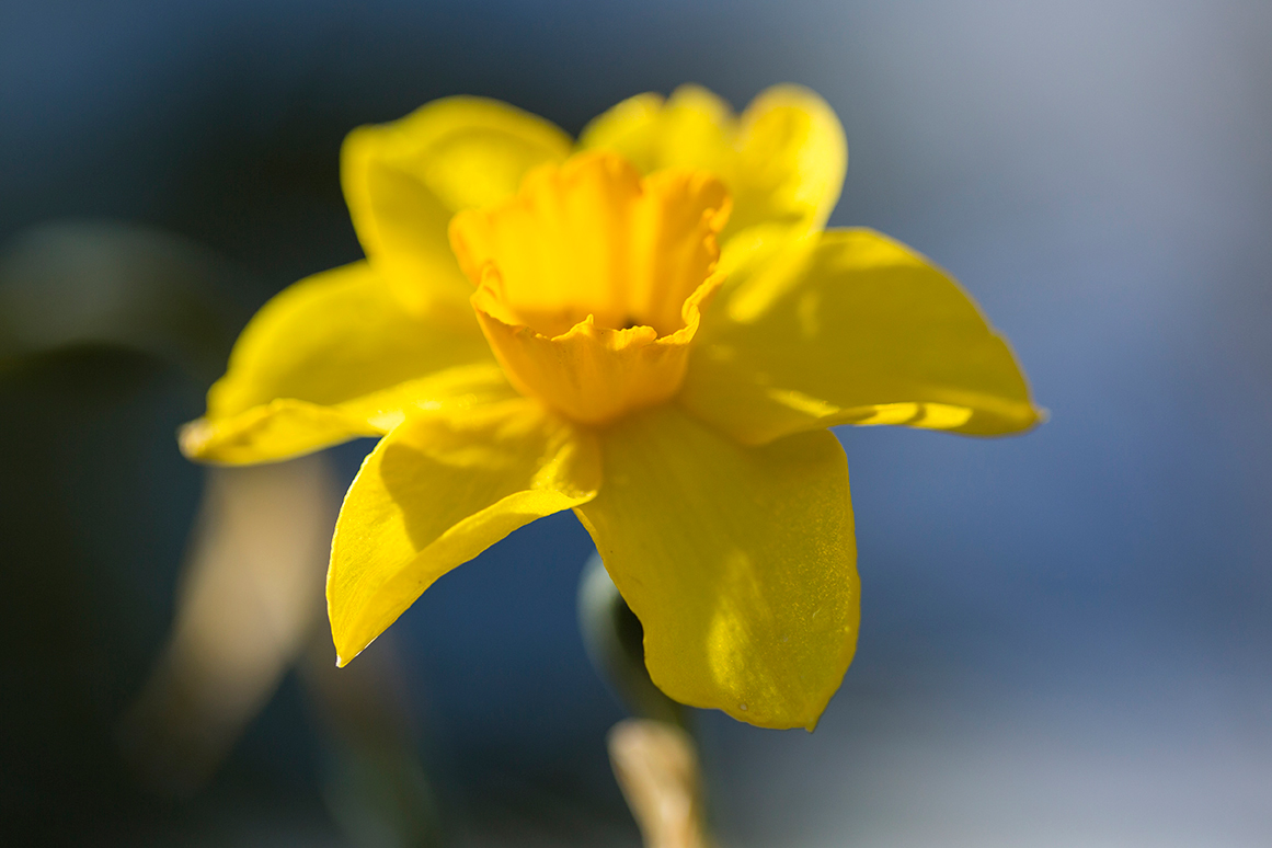 Motueka-River-Lodge-Daffodil.jpg