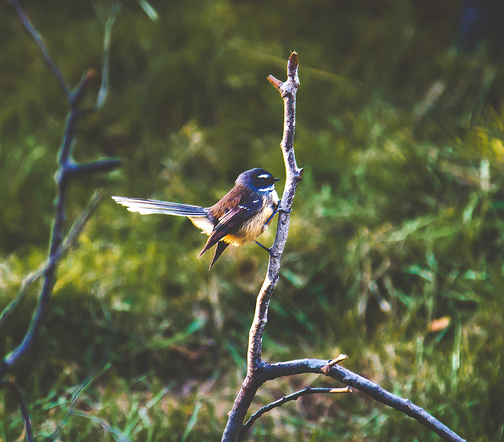 AutumnMotuekaRiverLodge_Fantail.jpg