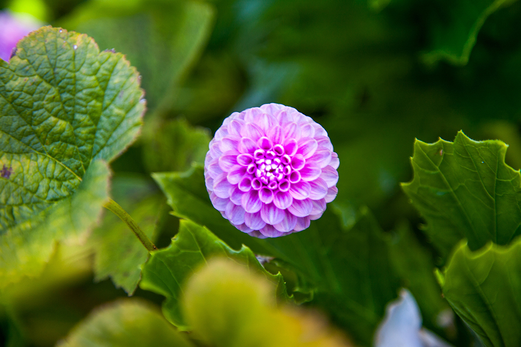 AutumnMotuekaRiverLodge_flower.jpg