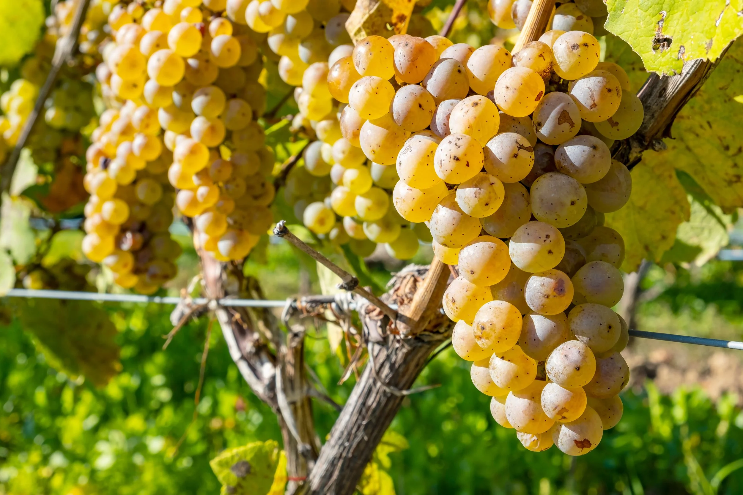 A Springtime Riesling Dinner at 1900