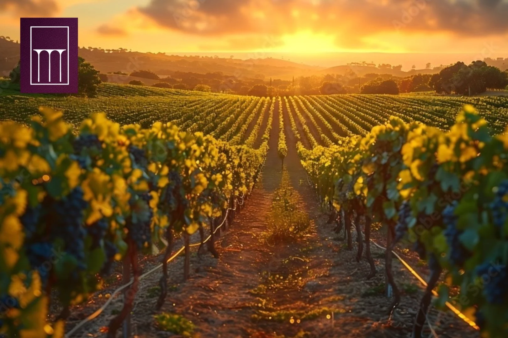 An Exclusive Evening of Burgundy Elegance: A Five-Course Wine Dinner 