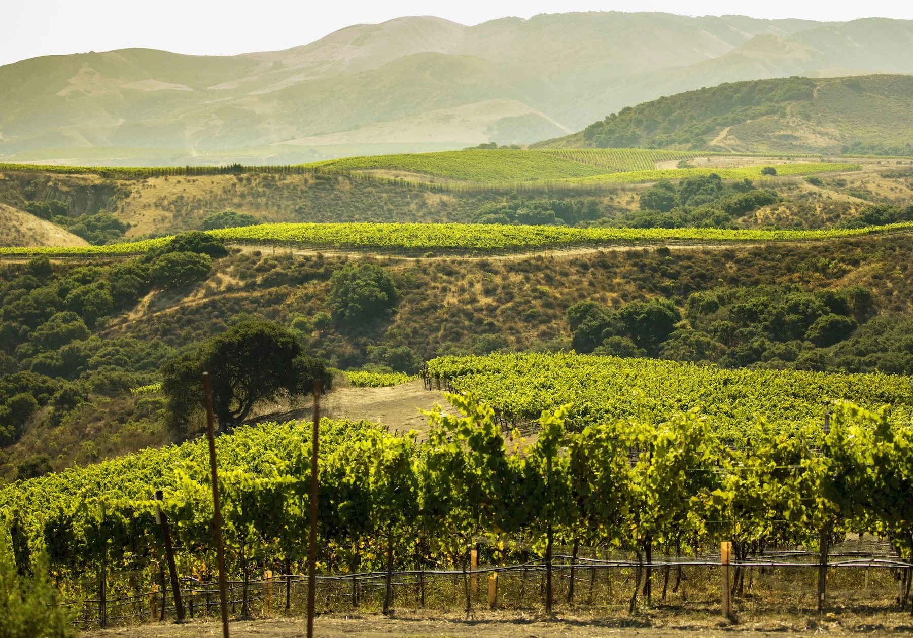  JONATA - The Hilt Estate Wine Dinner