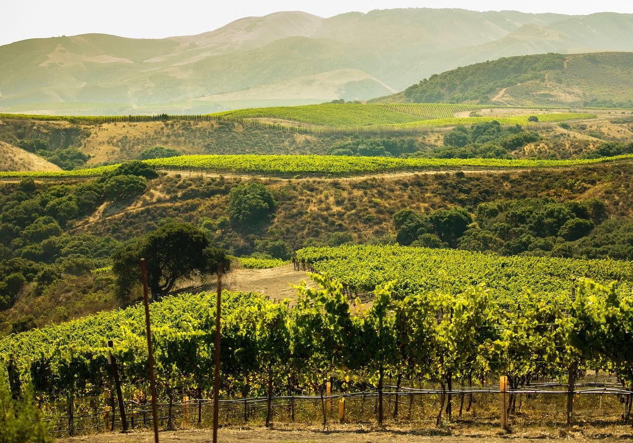 Thurs. 5/8 @ 6PM ✨
JONATA - The Hilt Wine Dinner 

Come experience two renowned California Estates, that are vibrant, coastal wines defined by the Pacific, in one special dinner. The Restaurant at 1900 is hosting Matt Dees, winemaker for both JONATA 