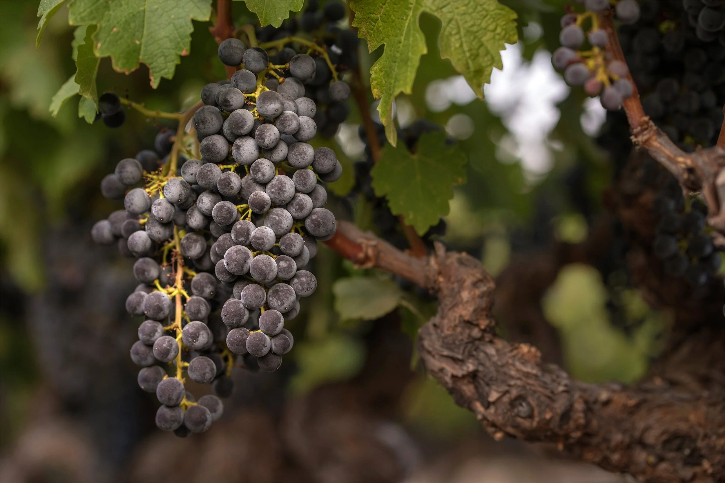 Spottswoode-Grape-Cluster.jpg