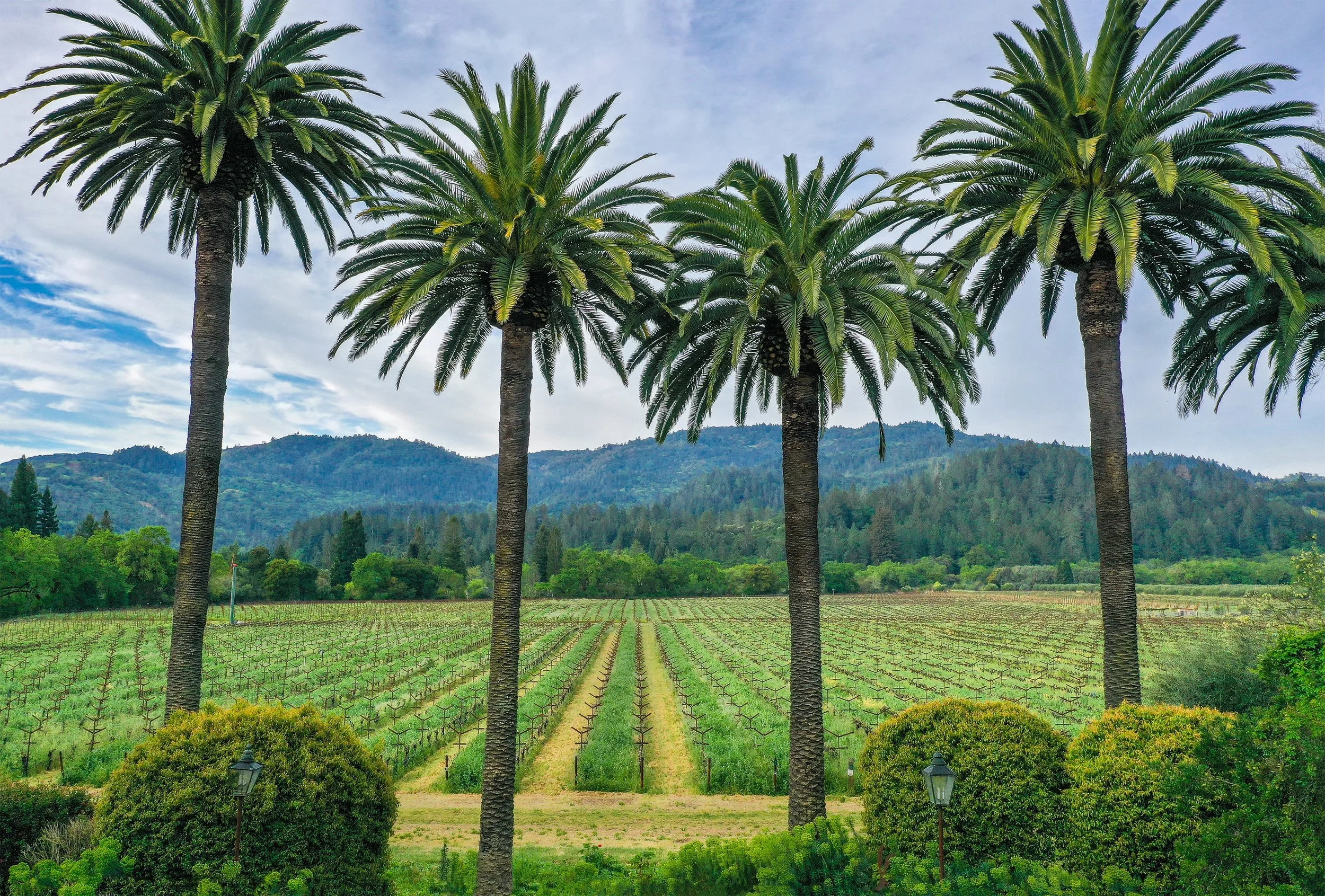 Spottswoode-Vineyard-Palms-0199.jpg