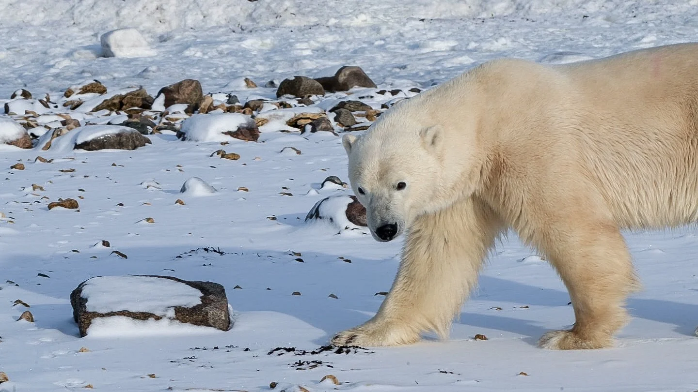 👋🐻&zwj;❄️ 

One of those moments that have you thinking 🤔 maybe I should&rsquo;ve switched to a 24-70.
