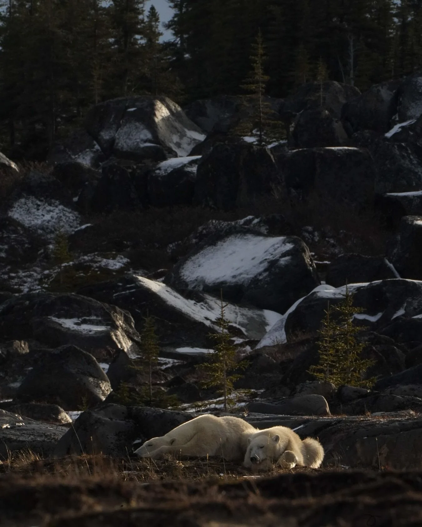Just something about the small amount of light peaking through on a cloudy day.

#PolarBearPhotography, #ChurchillPolarBears, #WildlifePhotography, #PolarBearsOfCanada, #ArcticAdventure, #ExploreChurchill, #BearWatching, #NaturePhotography, #Canadian
