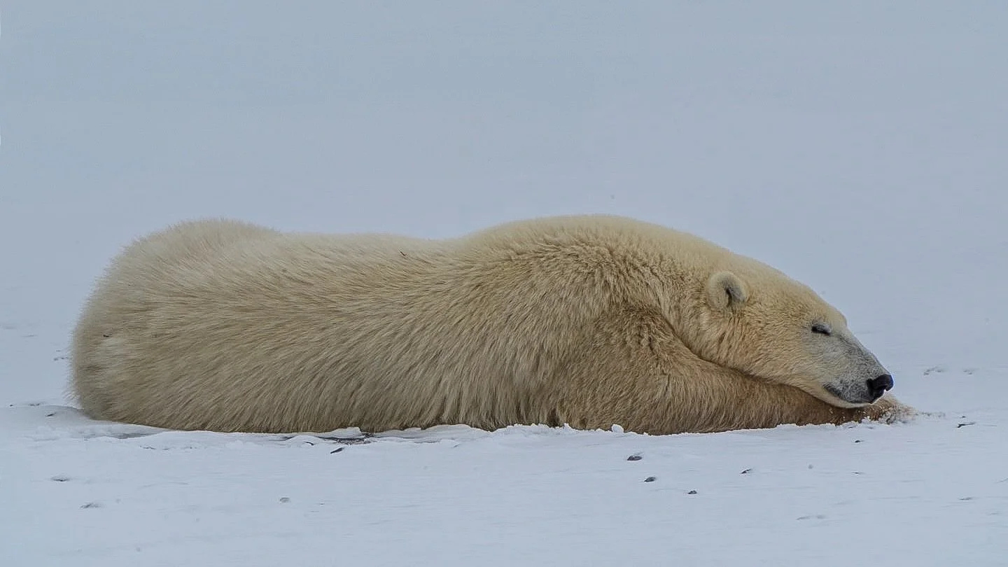 🫶🐻&zwj;❄️

@northstartours 
#PolarBearPhotography, #ChurchillPolarBears, #WildlifePhotography, #PolarBearsOfCanada, #ArcticAdventure, #ExploreChurchill, #BearWatching, #NaturePhotography, #CanadianWildlife, #PolarBearEncounters, #FrozenWilderness, 