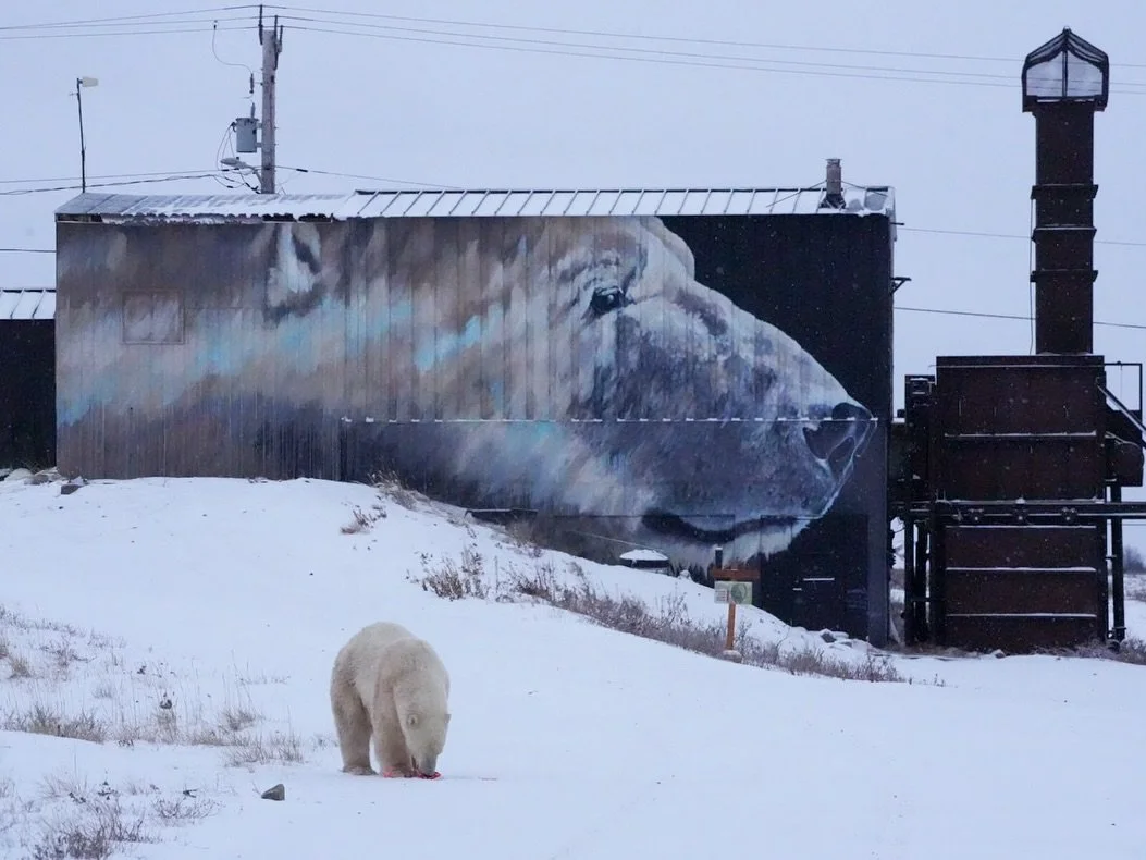 Just another day at the @whitewhalelodge 

@kalbarteski 🎨

#ChurchillPhotography #PolarBearPhotography #WildlifePhotography #ChurchillManitoba #ArcticExploration #TravelManitoba #WildlifeAdventures #NaturePhotography #ExploreCanada #ChurchillWild #P