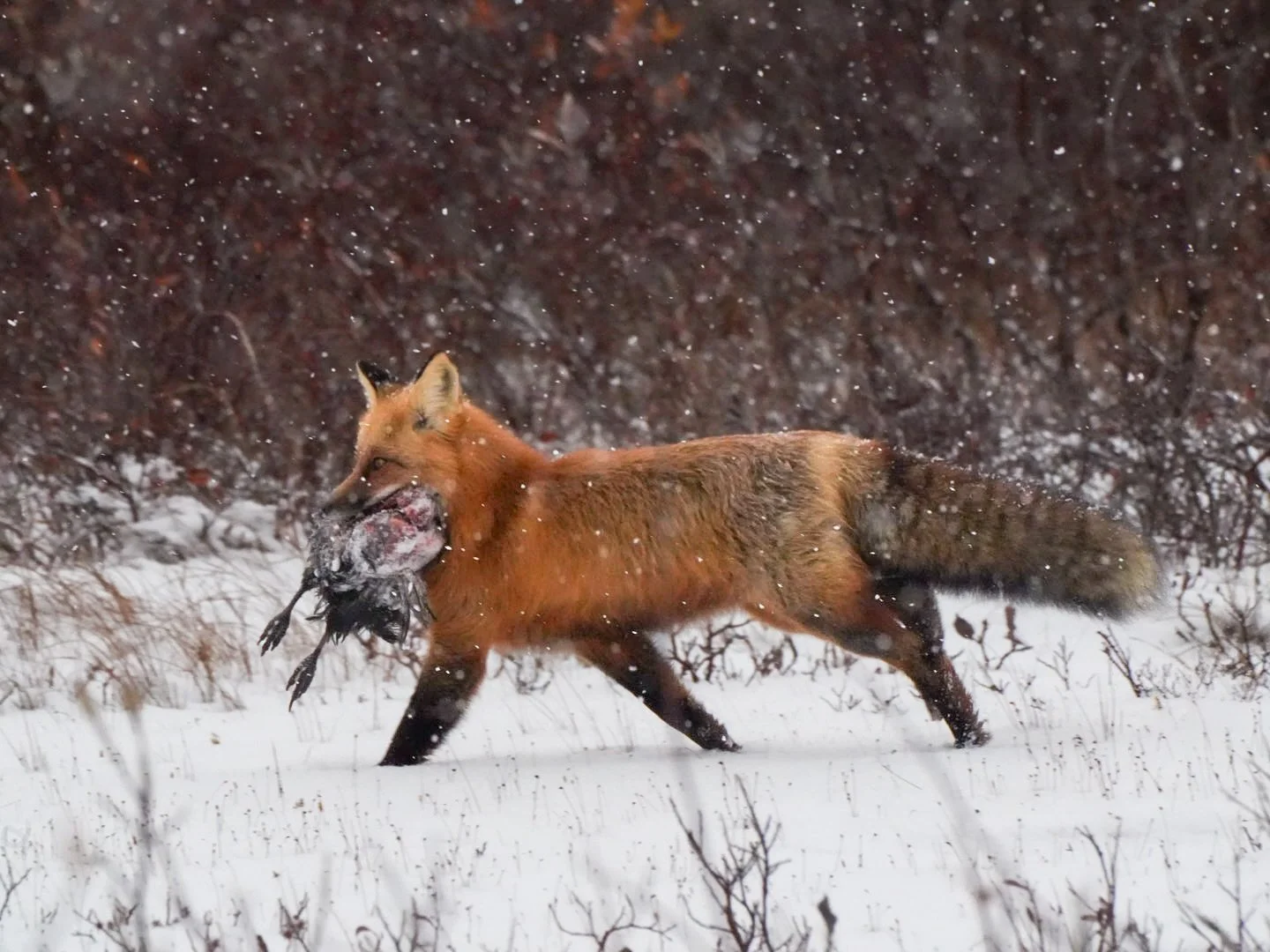 🦊

@northstartours 

#WildlifePhotography #NatureLovers #WildlifePerfection #NaturePhotography #WildlifePhotographer #AnimalLovers #NatureShots #WildlifePlanet #EarthCapture #WildlifeOneEarth #NatureBrilliance #NatureSeekers #WildlifeAddicts #Planet