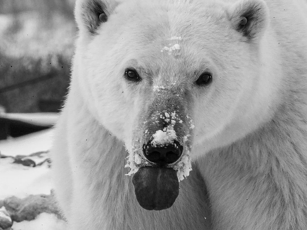 😝

Thanks @jameswellsphoto for letting me borrow your long lens. Its mind blowing 🤯 

#ChurchillPhotography #PolarBearPhotography #WildlifePhotography #ChurchillManitoba #ArcticExploration #TravelManitoba #WildlifeAdventures #NaturePhotography #Exp