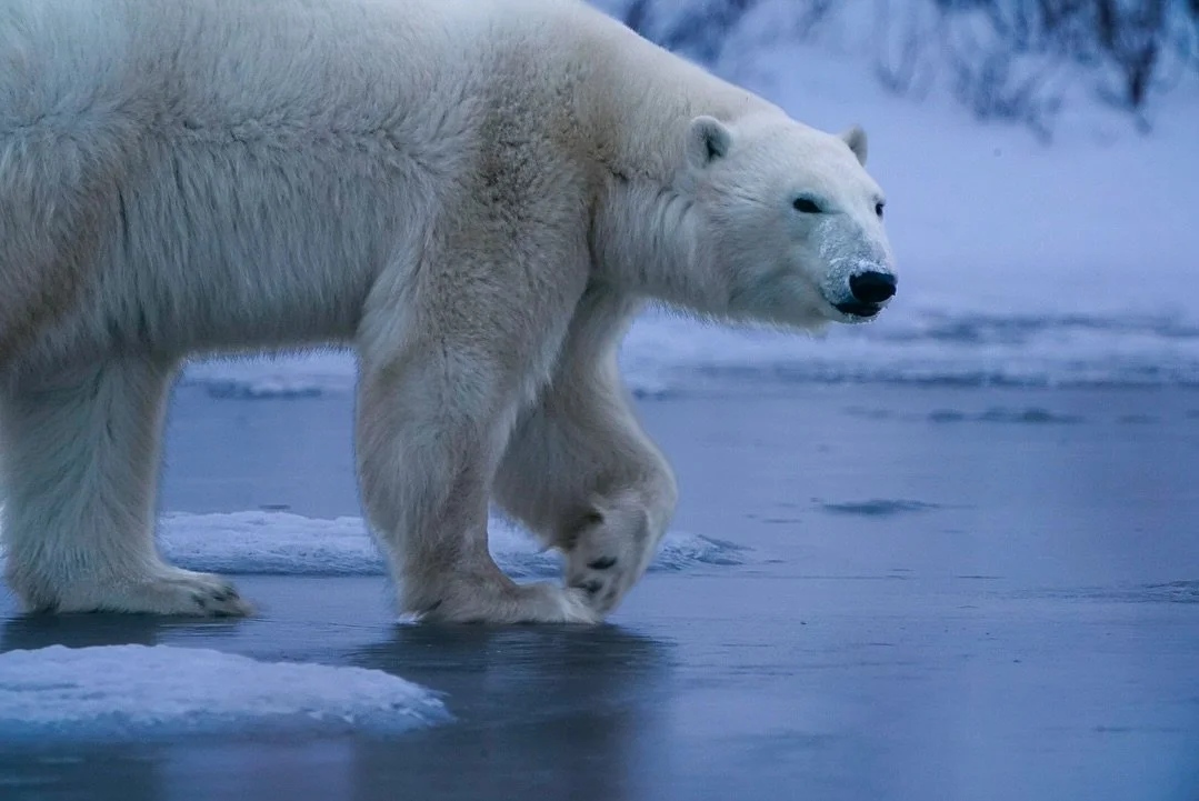 Ice Bears 

@northstartours 

#ChurchillPhotography #PolarBearPhotography #WildlifePhotography #ChurchillManitoba #ArcticExploration #TravelManitoba #WildlifeAdventures #NaturePhotography #ExploreCanada #ChurchillWild #PolarBearCapital #AdventureAwai