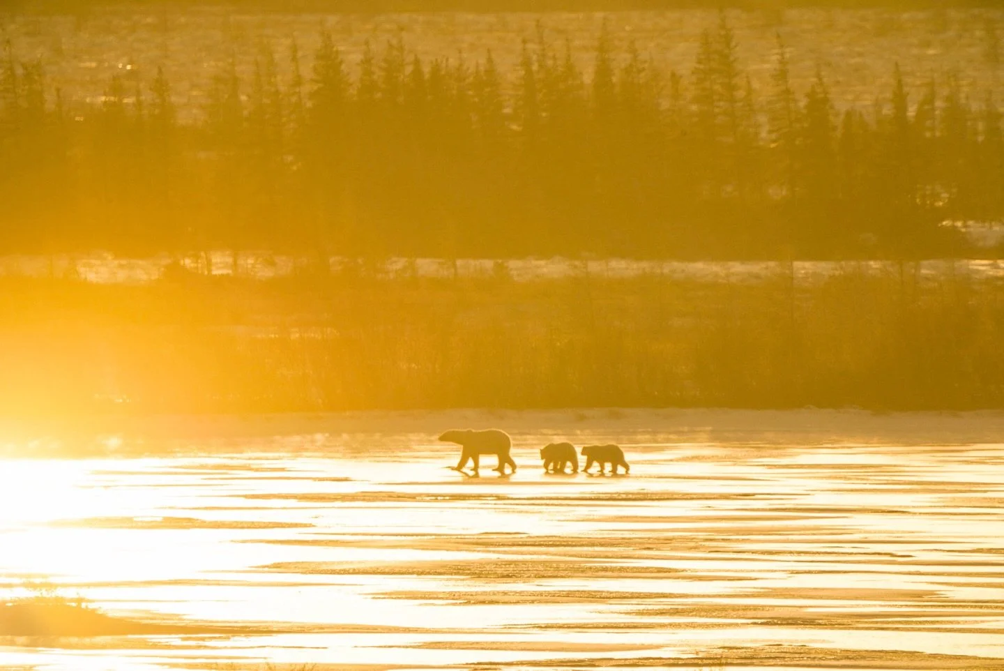 🌞 

@northstartours 

#ChurchillPhotography #PolarBearPhotography #WildlifePhotography #ChurchillManitoba #ArcticExploration #TravelManitoba #WildlifeAdventures #NaturePhotography #ExploreCanada #ChurchillWild #PolarBearCapital #AdventureAwaits #Nor