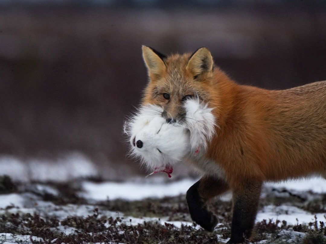 My favorite experiences are those we talk about often but rarely get to witness. Here in Churchill, we frequently tell guests that Arctic foxes do live here, but they&rsquo;re increasingly rare due to the thriving red fox population, which preys on t