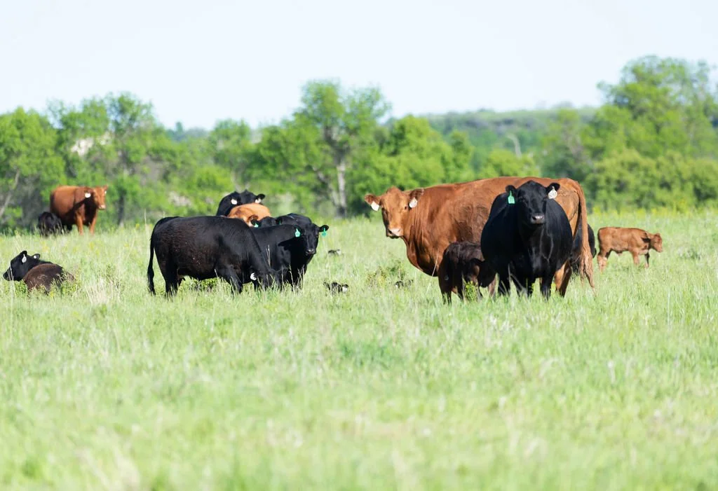 beef product page banner.jpg