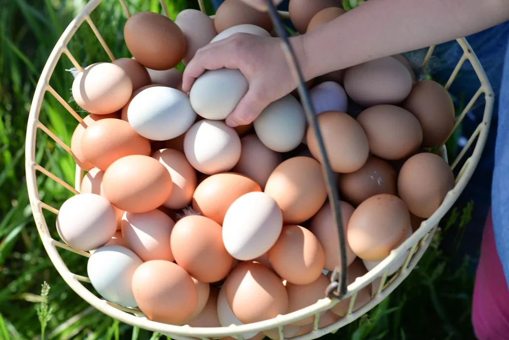 Egg product page banner.jpg