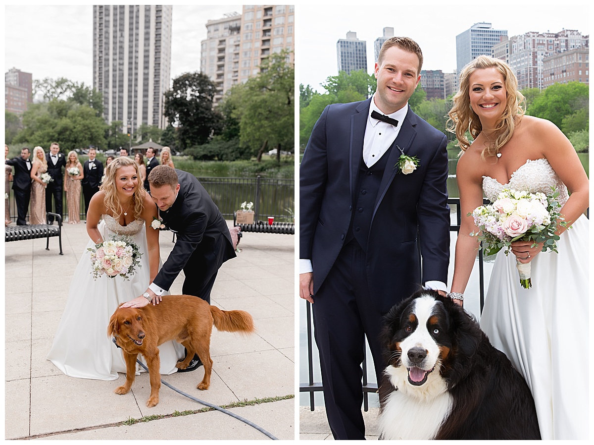 bride and groom with their dogs