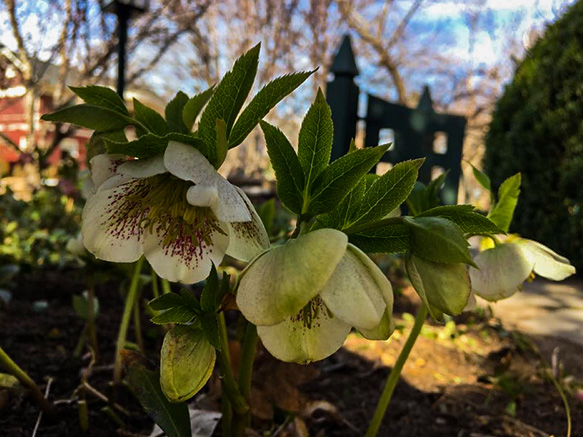 Donovan.Hellebores.jpg