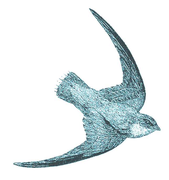 bird.png