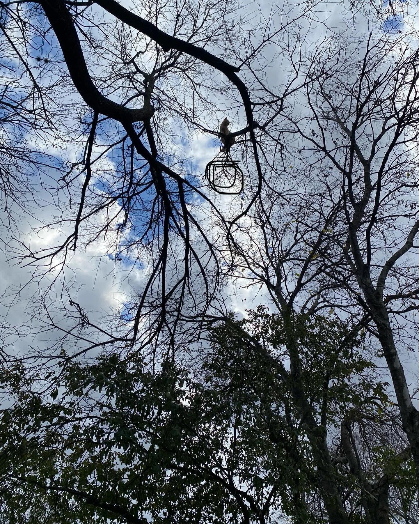 We had a rough few days. Leo (a cat we babysit over holidays) got out and got stuck in this tree. For at least two nights!!! Possibly three. We were certain his only option was to fall from exhaustion when this hero climbed the neighboring tree and r