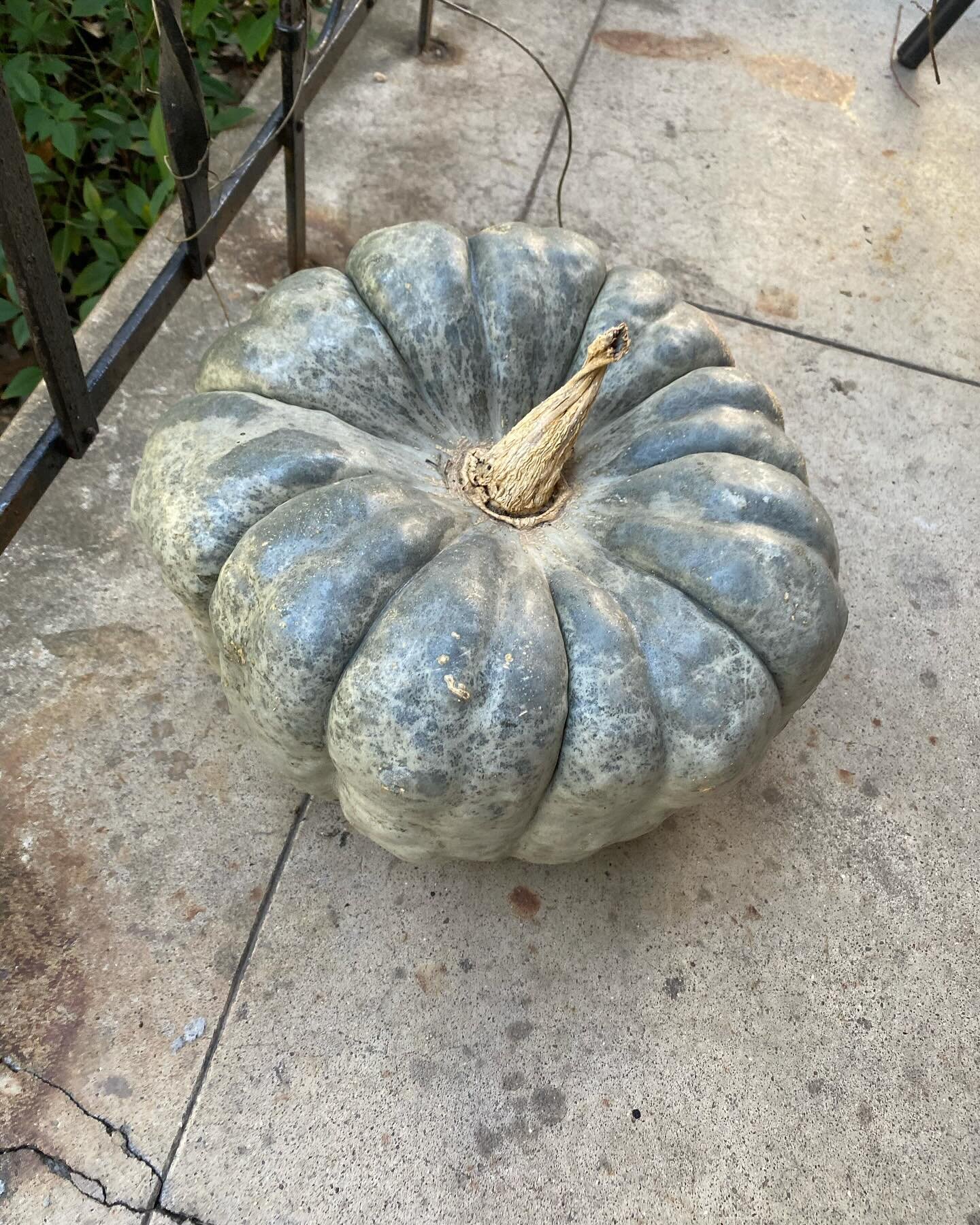 Wondering if and when I should throw out this pumpkin I bought for Halloween. Why isn&rsquo;t it rotten?