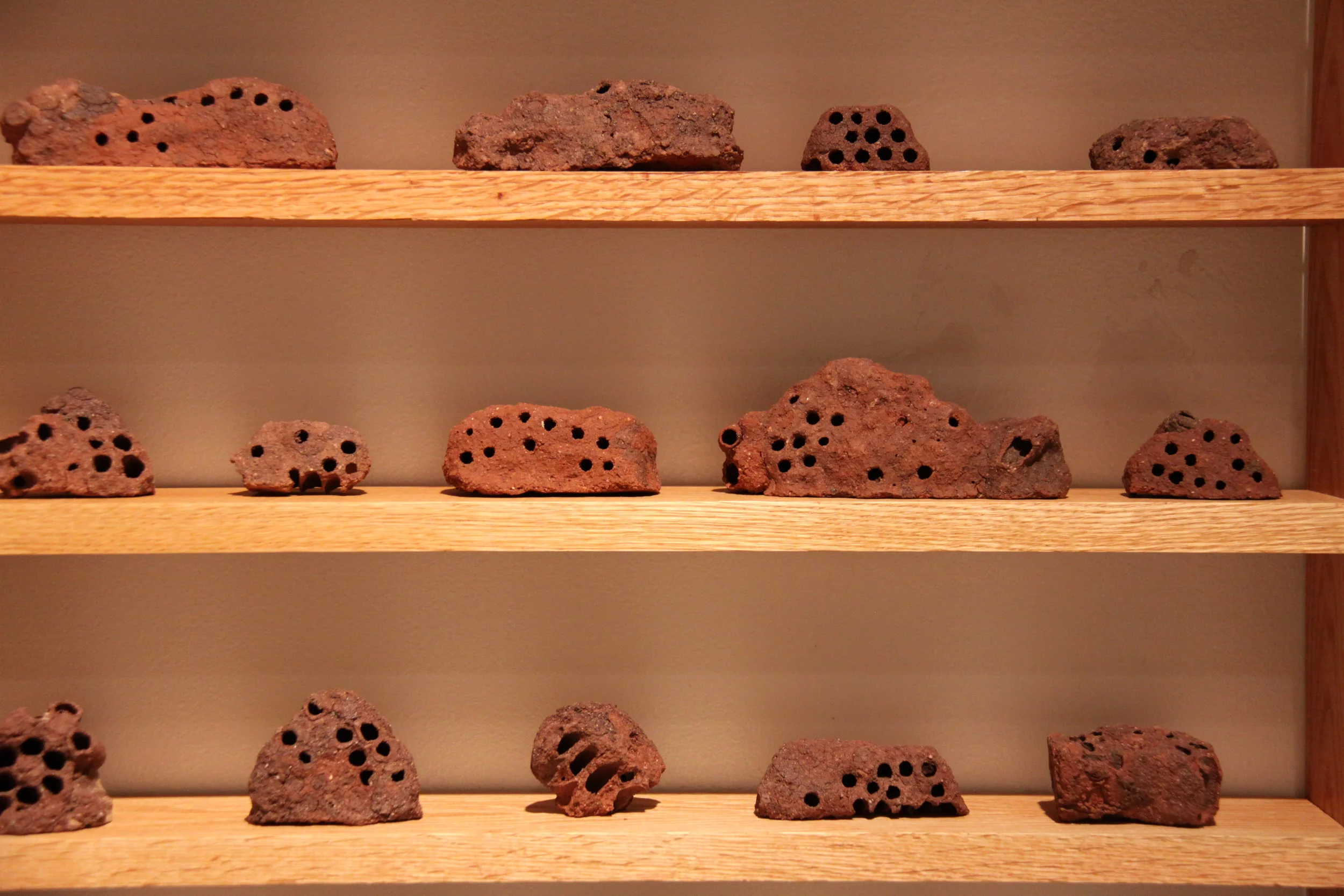 Collection Of Mud Dauber Nest 2018