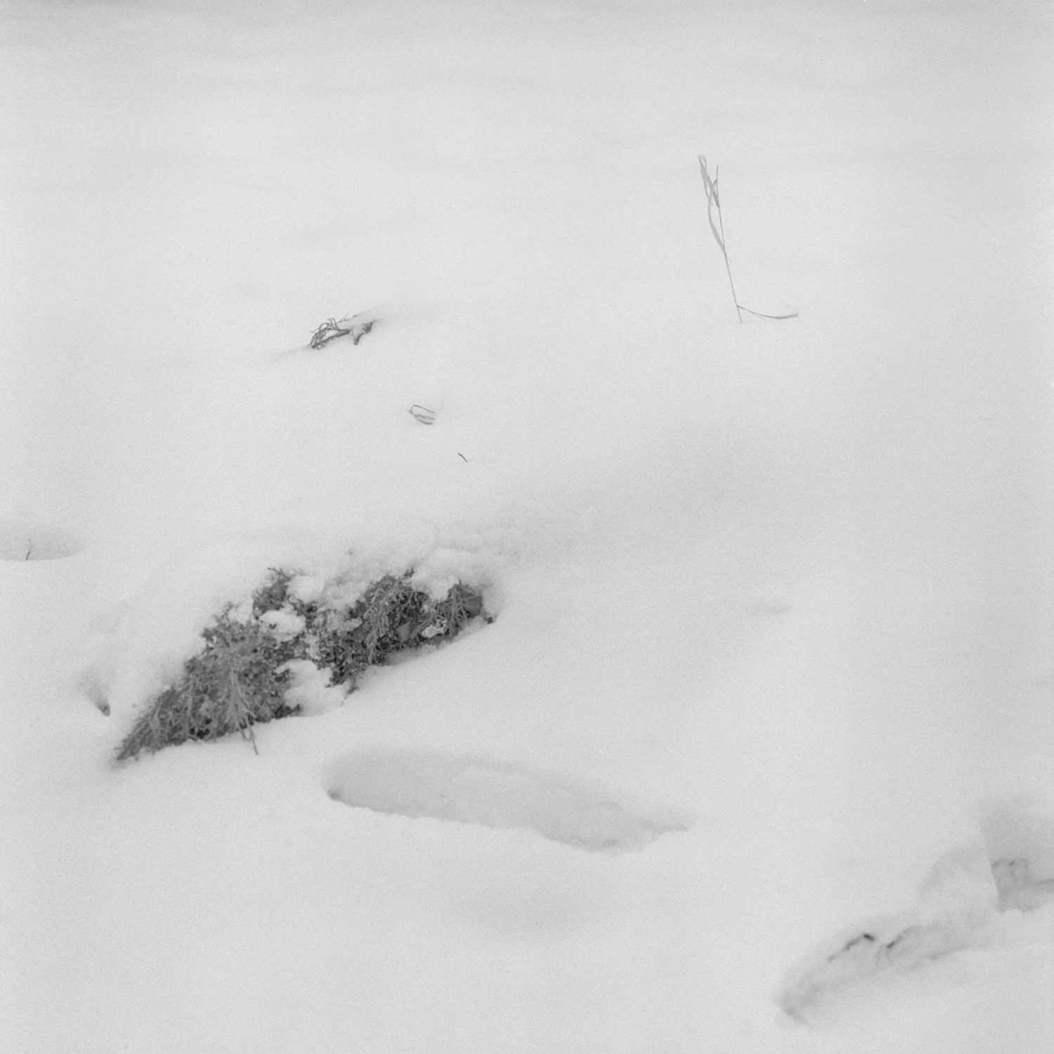 Kodak Tri-X