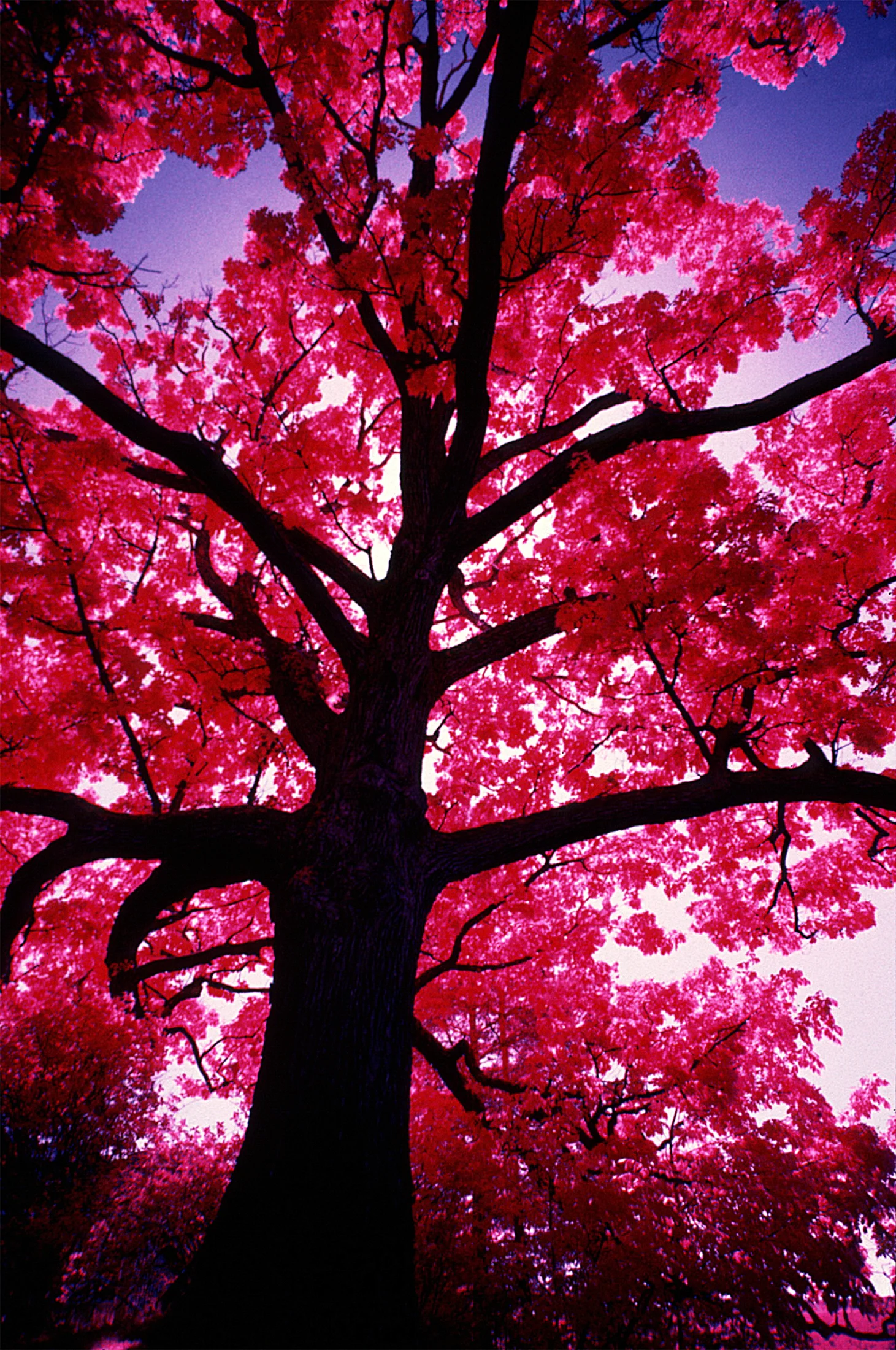 Infared Tree.jpg