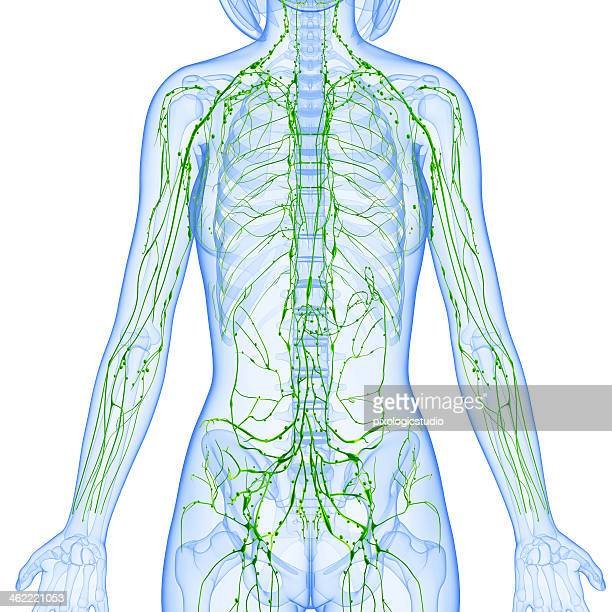 Lymphatic Drainage — The Skin & Body Bar Sarasota