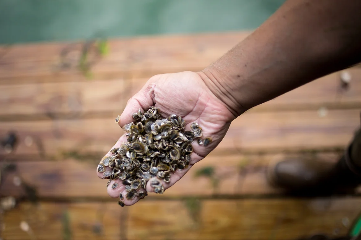 gpo oyster seed.jpg