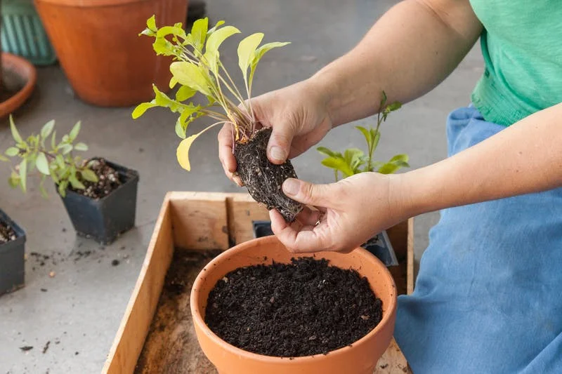 pinching off roots from starts.jpg