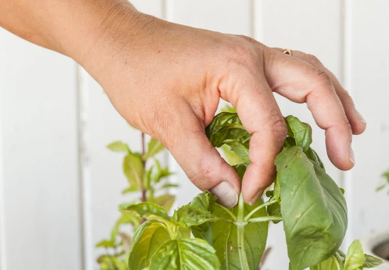 basil pinch.jpg