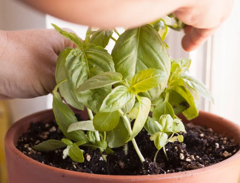 basil snip.jpg