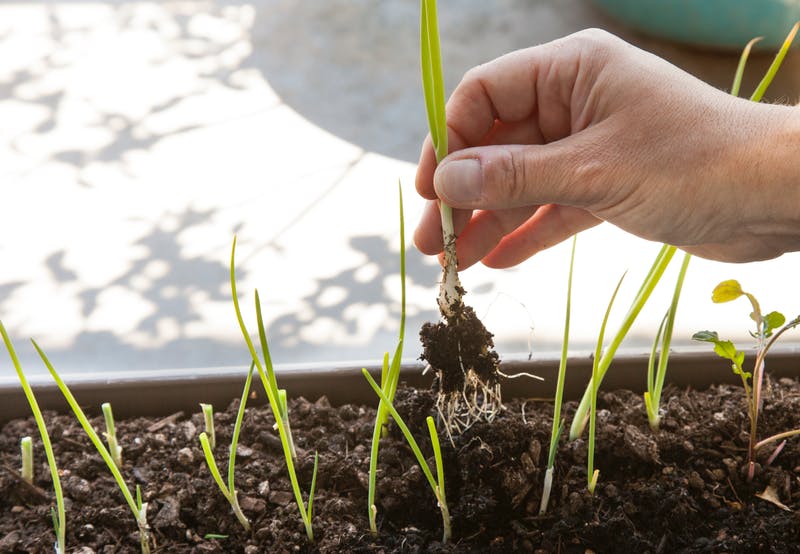 chive harvest.jpg