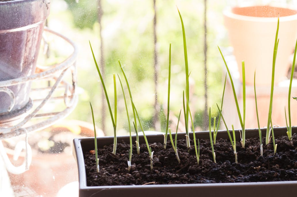 chive, indoor.jpg