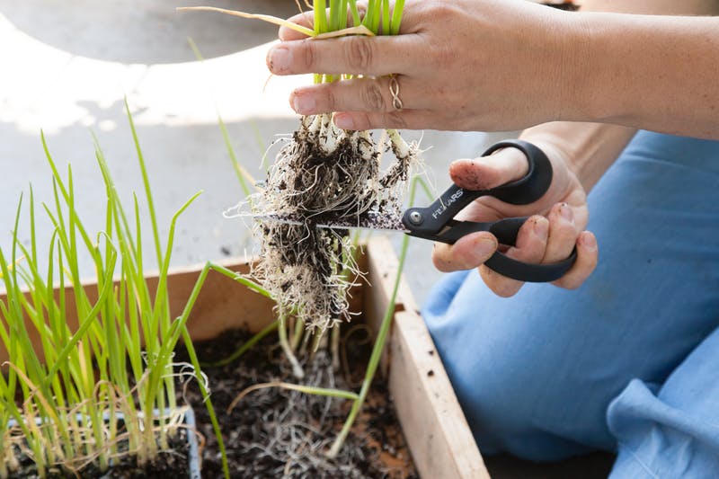 chive, root trim.jpg