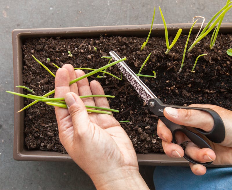 chives, cutting.jpg