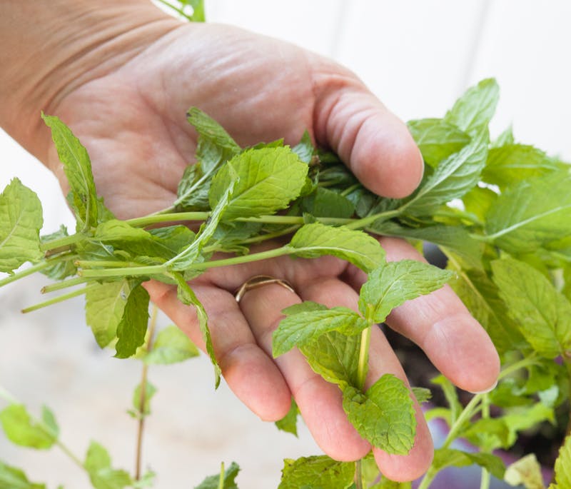 mint, close up.jpg